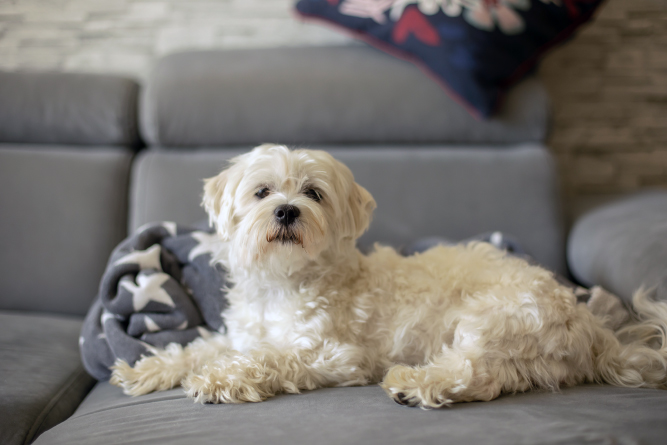 인천시 반려동물 등록현황 대표이미지입니다