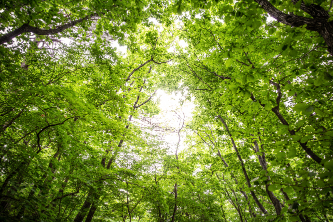 임상도로 보는 인천시 산림 현황 대표이미지입니다